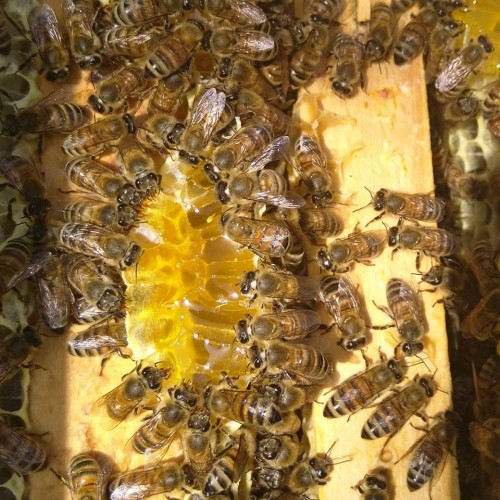 I nutrienti delle api